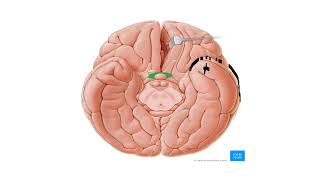 11CEREBRUM PART 1 [upl. by Liddie]