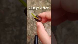 How To Grow Lotus Flowers Seeds and water lily shorts [upl. by Alphonsa]