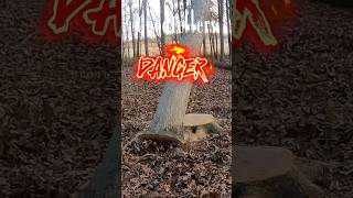 Ported Stihl 500i JUMP cutting Beautiful Dangerous White Oak logger stihl logging timber [upl. by Norb]