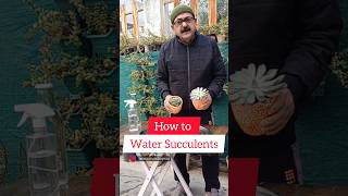 How to Water Succulents succulent succulents [upl. by Valdis]