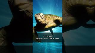 Top 5 Deepest Diving Animals in the Ocean shorts top5 animals ocean [upl. by Aaberg304]