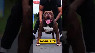 Dogo Argentino vs Pitbull [upl. by Nasar]