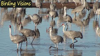 Dawn to Dusk with the Cranes  Birdlife at Whitewater Draw Arizona [upl. by Nuahsar144]