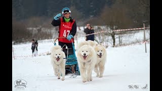 Samojeden beim Schlittenhunderennen Liebenscheid 2019 [upl. by Idnahr]