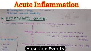 Acute Inflammation 14  Vascular Events [upl. by Salas]