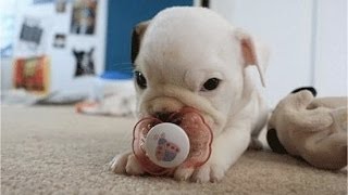 Puppies With Pacifiers [upl. by Ahsenaj]