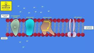 PHOTOSYNTHESIS  LIGHT DEPENDENT REACTION animation [upl. by Diantha]