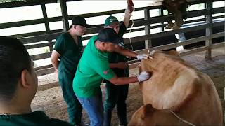 Intraperitoneal Hidratación Bovina Bovine Intraperitoneal Infusion [upl. by Kaylyn931]