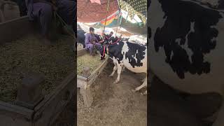 American Friesian Holstein Friesian Heifers For Sale  Cow Mandi Pakistan  Pushu Mandi Punjab [upl. by Amando]