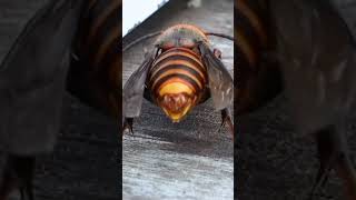 Giant Hornet Extends Stinger Front of Beehive [upl. by Atiuqaj180]