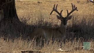 Chronic Wasting Disease TWIMS Response Team [upl. by Ettelracs]