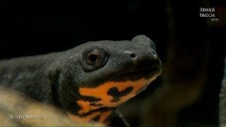 Chinese Firebelly Newt Hypselotriton orientalis  Animalia Kingdom Show [upl. by Feeney]