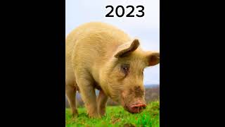 2023 Pig vs 5000bce Pig  mythical biology  shorts youtubeshorts shortsvideo [upl. by Yatnoed916]