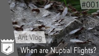 Ant Vlog  Weather conditions on Nuptial Flights  001 [upl. by Abbi]