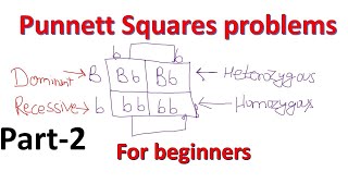 Punnett Square problems part2  genotype phenotype ratios  probability [upl. by Welsh]