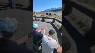 Picnicking With The Bison In Yellowstone [upl. by Jesus]