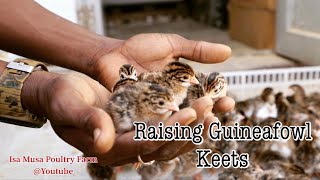 Poultry Farming  Raising Day Old Guineafowl Keets  Brooding Guineafowl [upl. by Kenley]