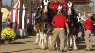 Budweiser Clydesdales  Getting Parade Ready [upl. by Woodberry]