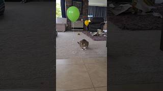 Смешные животные Cats love parties too Кошка и шарикCat and 🎈 balloon [upl. by Gaskill]