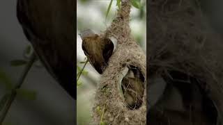 Penduline tit couple works together to build nest [upl. by Gaiser900]