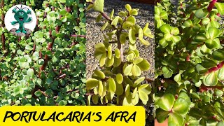 3TIPOS de PORTULACARIA AFRA normal variegada amp mediopicta Trasplantes [upl. by Alecia280]