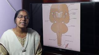 Lecture On Corticospinal Tract Pyramidal Tract [upl. by Ecad]