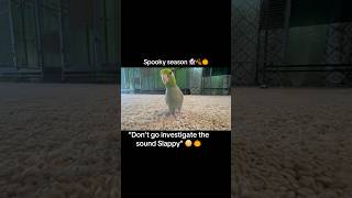 Tiny parrot investigates spooky sound spookyseason parrot parrotlets [upl. by Einnoc]