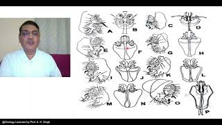 Taxonomic Characters Morphology to Molecular [upl. by Alekehs287]