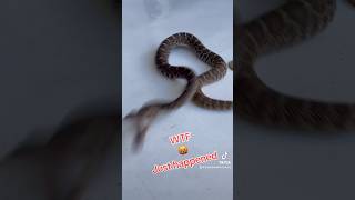 Rattlesnake bite ☠️ Slow Motion  Way too close [upl. by Budwig]