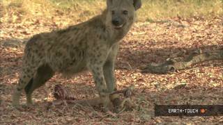 Wild dogs tear prey limb from limb [upl. by Intyre]