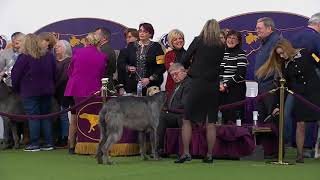 Scottish Deerhounds  Breed Judging 2020 [upl. by Goddord481]