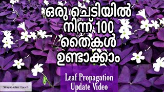 BUTTERFLY PLANT leaf Propagation  Oxalis Triangularis Leaf Propagation [upl. by Dominy]