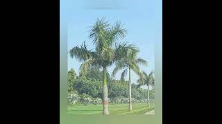 Roystonea regia Royal PalmCuban royal palm Florida royal palm [upl. by Einehpets]