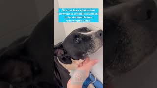 Dog Abandoned Outside in Freezing Suffers Huge Mass and Positive for Ehrlichiosis Part 01 [upl. by Mattox630]