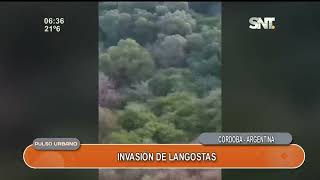 Invasión de langostas en Córdoba [upl. by Per]