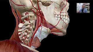 VASCULARIZAÇÃO DO PESCOÇO E CABEÇA  Anatomia do Sistema Cardiovascular [upl. by Macfadyn515]