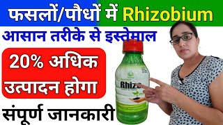 Rhizo  Rhizobium bio fertilizer  rhizobium liquid biofertilizer azotobacter biofertilizer uses [upl. by Akimot981]