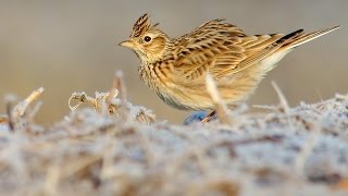 Bird sounds  SKYLARK chirping and singing in spring [upl. by Snebur967]