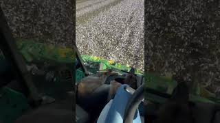 Picking cotton and peanuts in the same field in millhaven Georgia [upl. by Aracahs]