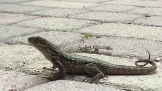 Florida Curly Tail Lizard  Leiocephalus carinatus  FL 2015 [upl. by Sihtnyc]