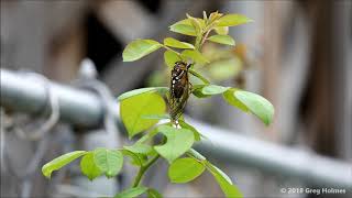 Grasshopper crashes into Cicada [upl. by Eneleahs]