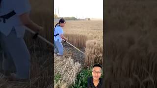 Smart rice vegetable and barley harvesting tool sonasmr [upl. by Llenart]