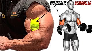 13 best brachialis exercises with dumbbells only at home or at gym [upl. by Namzaj989]