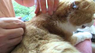 How to Give Subcutaneous Fluids to your Cat at Home [upl. by Ravilob]