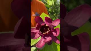 Learn About Carolina Allspice Calycanthus Aphrodite [upl. by Nosirrah]