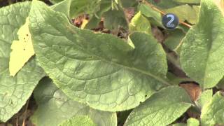 How to Control Lawn and Garden Weeds [upl. by Amaral]