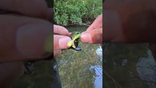 caught a snail on a tube bait crazy via fishing instagram youtubeshorts tiktok fyp [upl. by Alrad220]