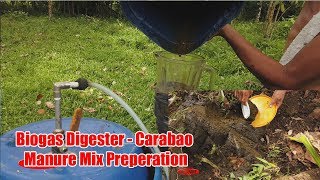 Biogas Digester  Carabao Manure Mix Preperation [upl. by Araem]