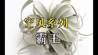 第477弹空气凤梨中的最大品种霸王Tillandsia xerographica [upl. by Nallak]