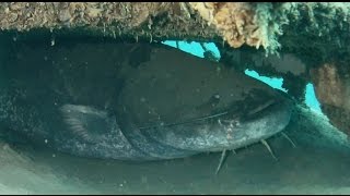 Giant catfish  The biggest catfish i´ve ever seen Underwater [upl. by Garland514]